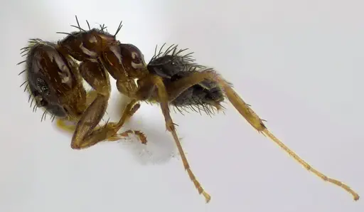 Nylanderia parvula specimen