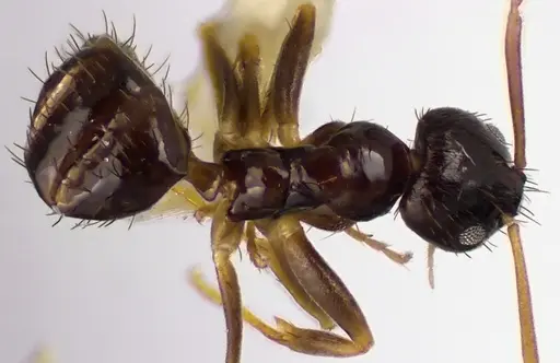 Nylanderia parvula - ANTWEB1041627