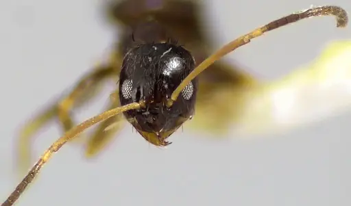 Nylanderia parvula - ANTWEB1041627