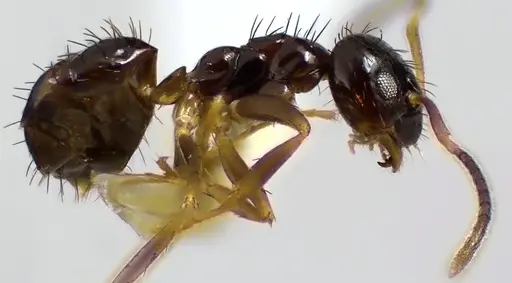 Nylanderia parvula - ANTWEB1041627