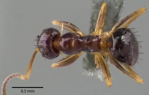 Nylanderia parvula - ANTWEB1041738