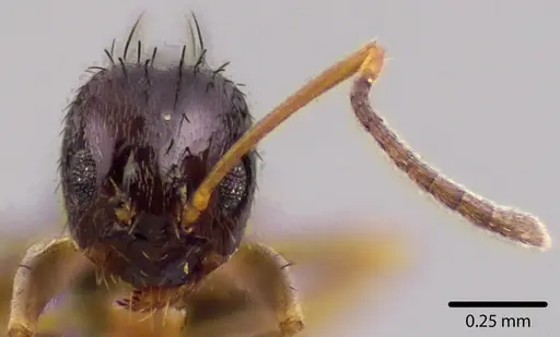 Nylanderia parvula - ANTWEB1041738