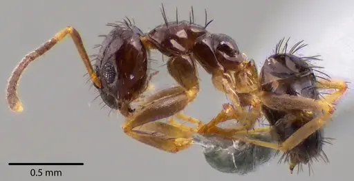 Nylanderia parvula - ANTWEB1041738