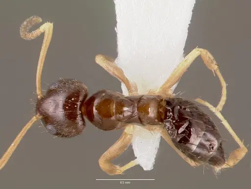 Nylanderia parvula - CASENT0003319