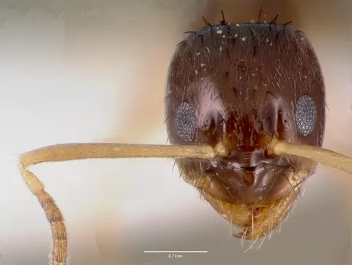 Nylanderia parvula - CASENT0003319