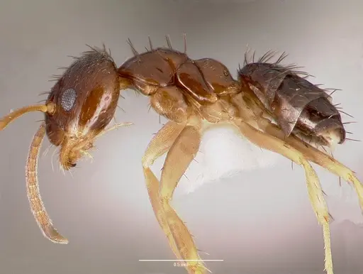 Nylanderia parvula - CASENT0003319