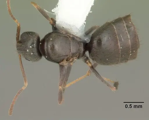 Nylanderia parvula - CASENT0104227