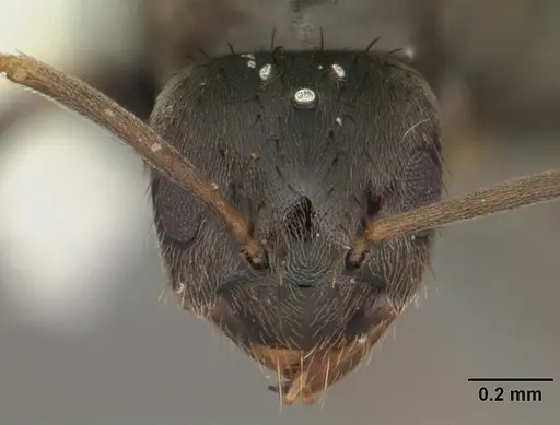 Nylanderia parvula - CASENT0104227