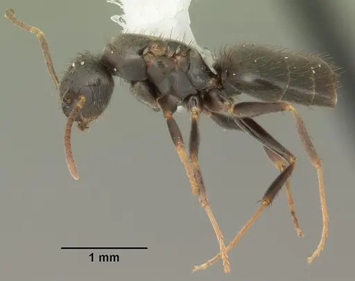 Nylanderia parvula - CASENT0104227