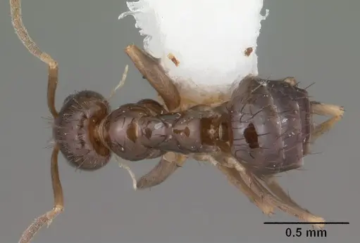 Nylanderia parvula - CASENT0104230