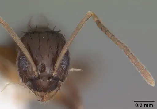 Nylanderia parvula - CASENT0104230