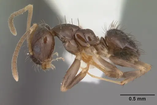 Nylanderia parvula - CASENT0104230