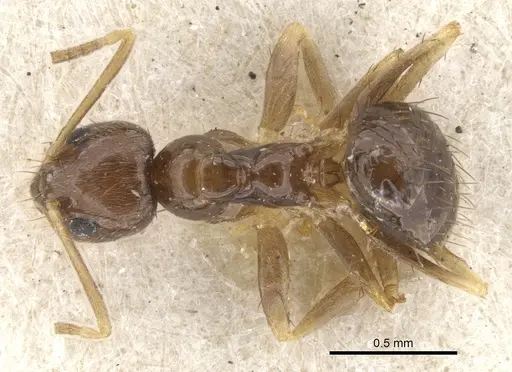 Nylanderia parvula - CASENT0903132