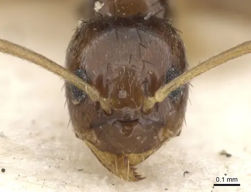 Nylanderia parvula - CASENT0903132