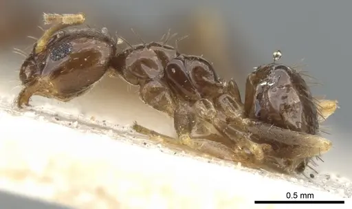 Nylanderia parvula - CASENT0903132