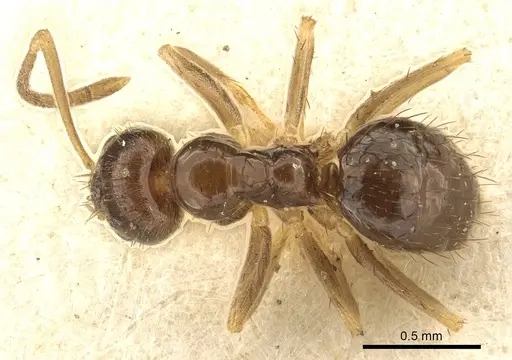 Nylanderia parvula - CASENT0915727