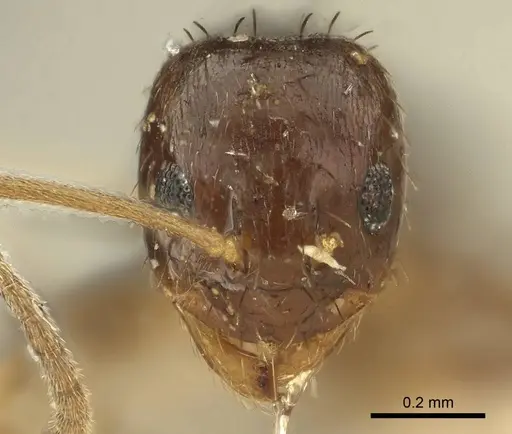 Nylanderia parvula - CASENT0915727