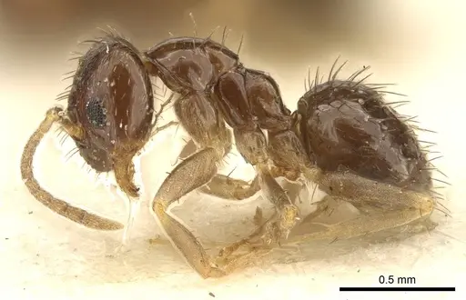 Nylanderia parvula - CASENT0915727