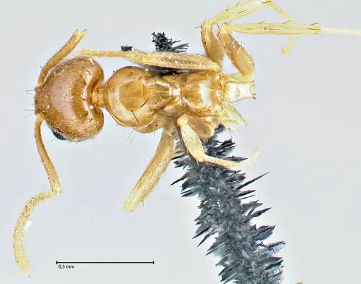 Nylanderia parvula - FOCOL2721