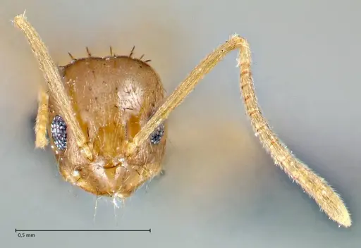 Nylanderia parvula - FOCOL2721