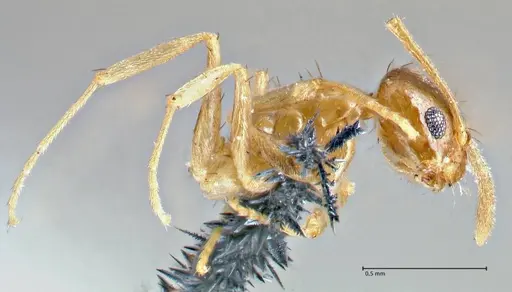 Nylanderia parvula - FOCOL2721