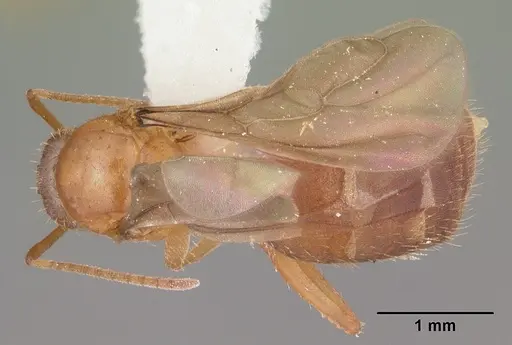 Nylanderia phantasma specimen