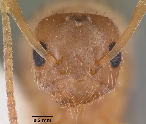 Nylanderia phantasma specimen