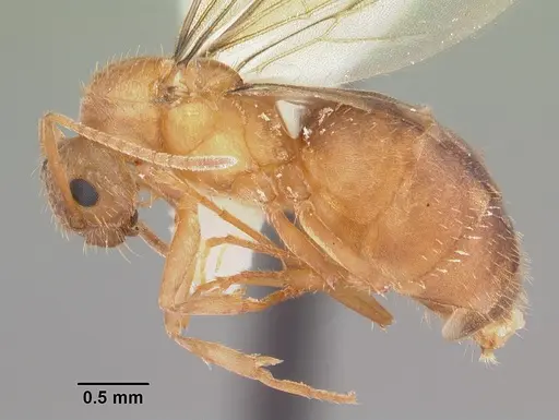 Nylanderia phantasma specimen