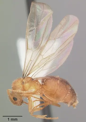 Nylanderia phantasma - CASENT0104242