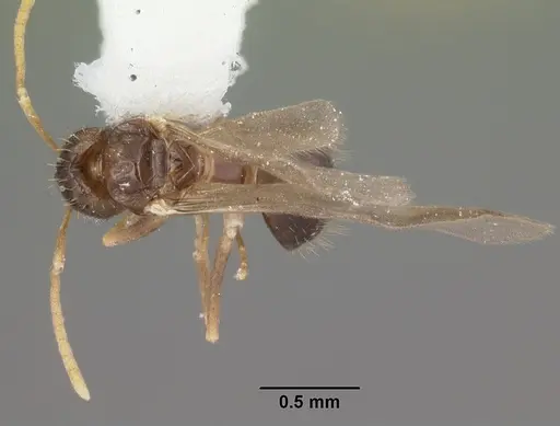 Nylanderia phantasma - CASENT0104243