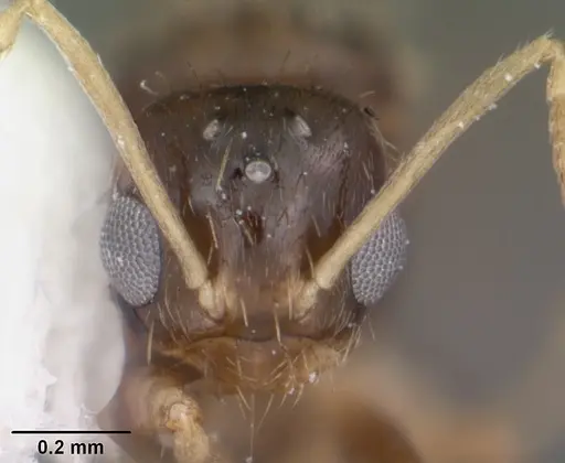 Nylanderia phantasma - CASENT0104243