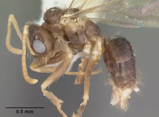 Nylanderia phantasma - CASENT0104243