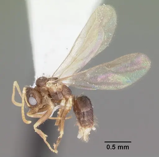 Nylanderia phantasma - CASENT0104243