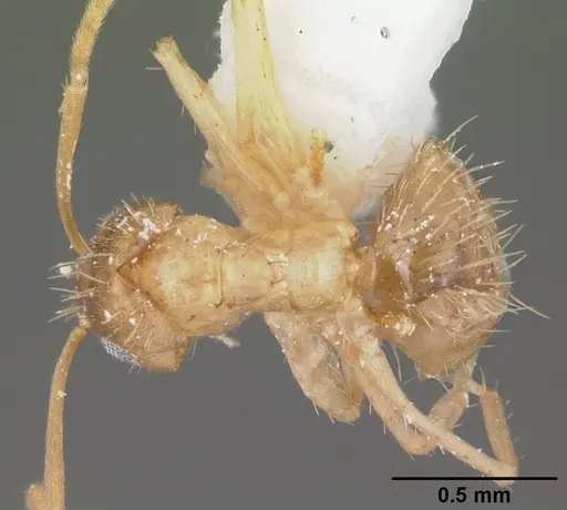 Nylanderia phantasma - CASENT0104244