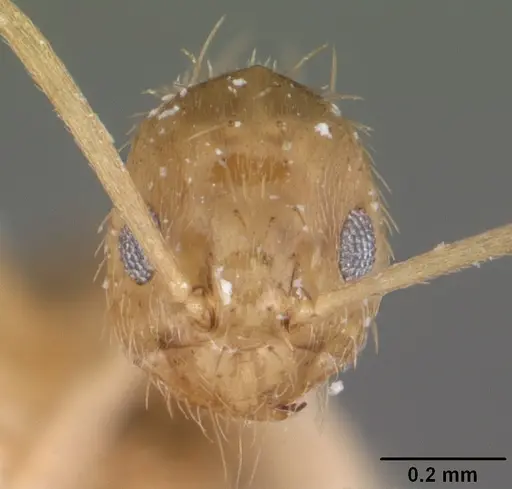 Nylanderia phantasma - CASENT0104244