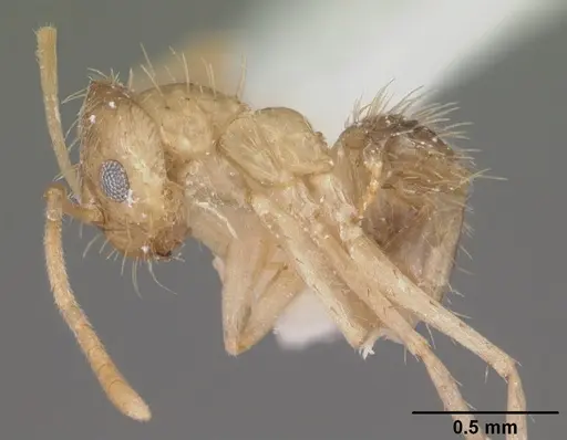 Nylanderia phantasma - CASENT0104244