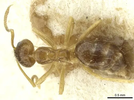 Nylanderia pieli specimen