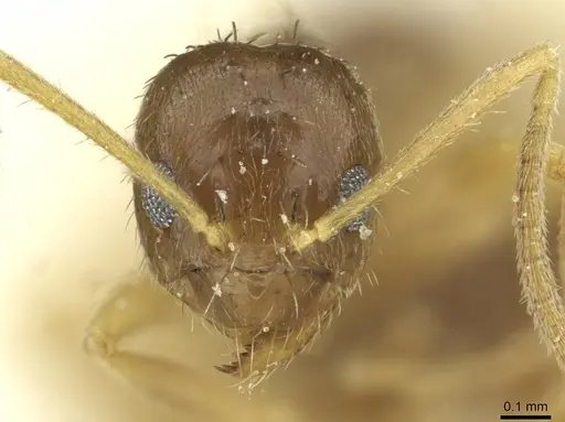 Nylanderia pieli specimen