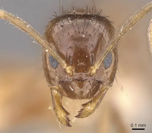 Nylanderia rosae specimen