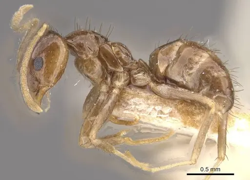 Nylanderia rosae specimen