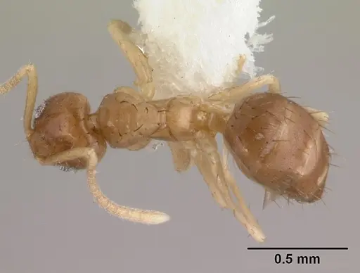 Nylanderia scintilla specimen