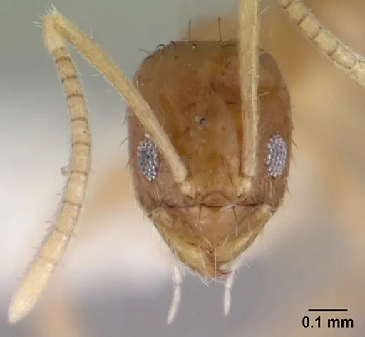 Nylanderia scintilla specimen