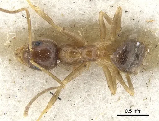 Nylanderia sharpii specimen