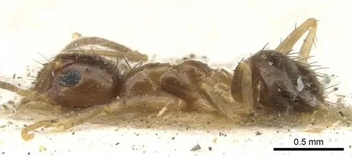 Nylanderia sharpii specimen