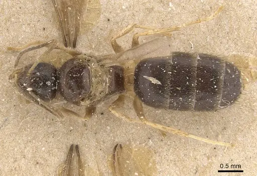 Nylanderia sharpii - CASENT0911023