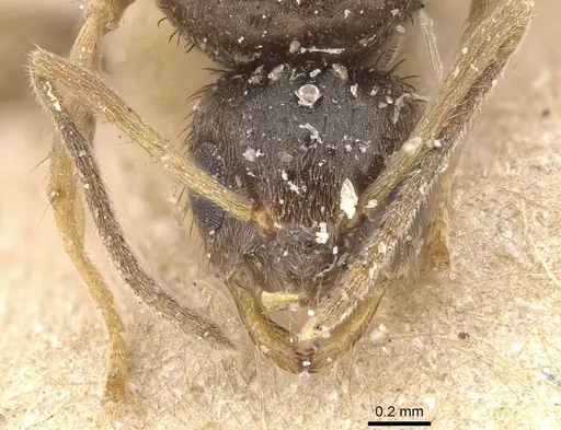 Nylanderia sharpii - CASENT0911023