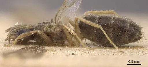 Nylanderia sharpii - CASENT0911023