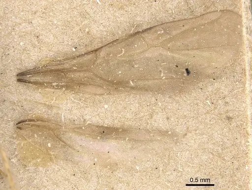 Nylanderia sharpii - CASENT0911023