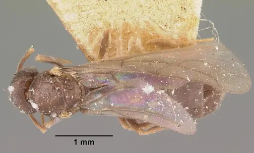 Nylanderia sikorae specimen