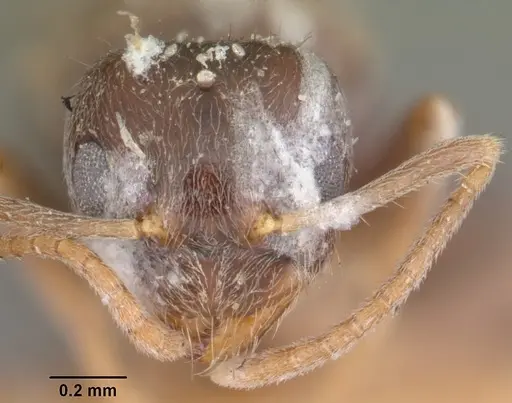 Nylanderia sikorae specimen